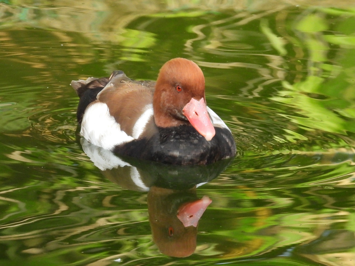 Red-Crested Pochard - Netta rufina            Bird,Duck,Malaysia,Netta rufina,Pahang,Red-Crested Pochard