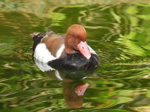 Red-Crested Pochard - Netta rufina            Bird,Duck,Malaysia,Netta rufina,Pahang,Red-Crested Pochard