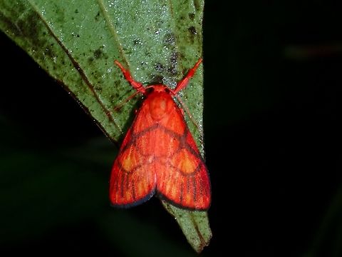 Lichen Moth - Sarbine cruciata  Lichen Moth,Malaysia,Moth,Pahang,Sarbine cruciata