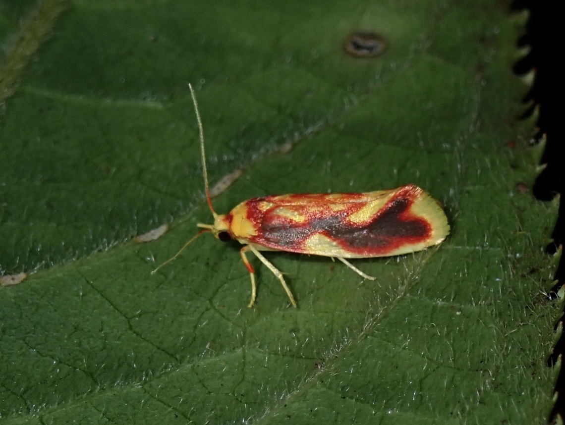 Burnet Moth - Anticrates mesopercna  Anticrates mesopercna,Burnet Moth,Malaysia,Moth,Pahang