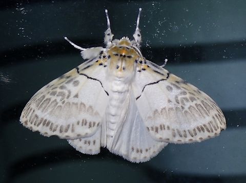 Tussock Moth - Psilochira amydra Malaysia,Moth,Pahang,Psilochira amydra,Tussock Moth