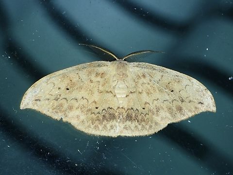 Hooktip Moth - Strepsigonia diluta  Hooktip Moth,Malaysia,Moth,Pahang,Strepsigonia diluta