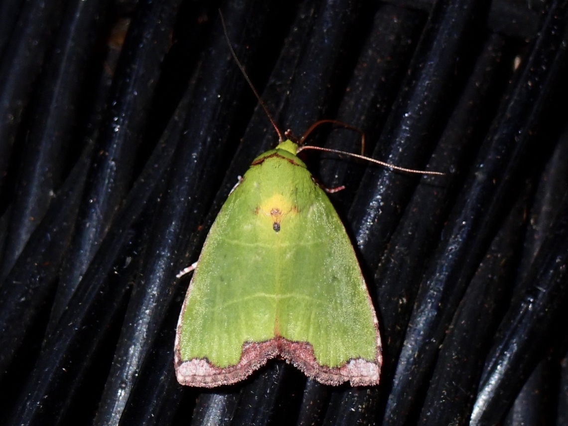 Tufted Moth - Paracrama latimargo  Malaysia,Moth,Pahang,Paracrama latimargo,Tufted Moth