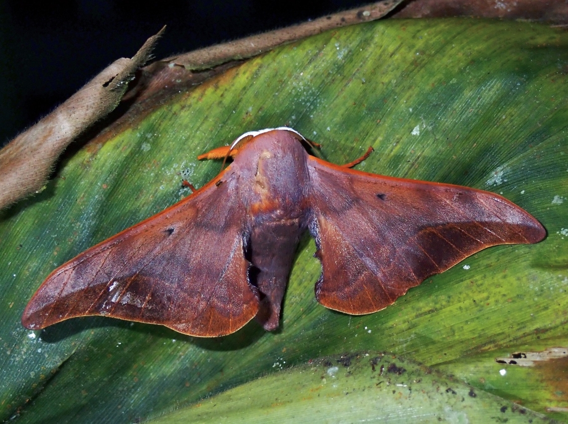 Glory Moth - Comparmustilia sphingiformis  Comparmustilia sphingiformis,Glory Moth,Malaysia,Moth,Pahang