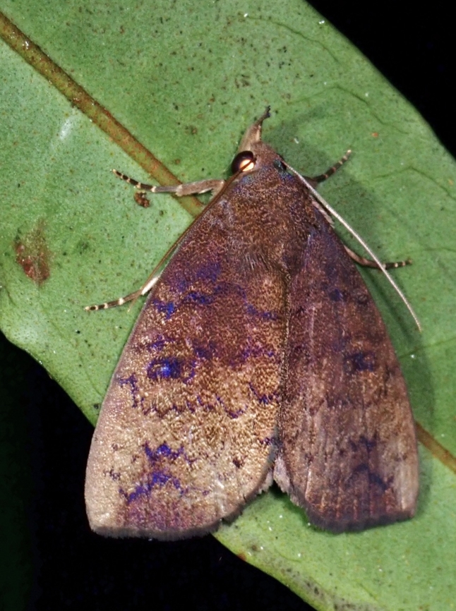 Moth - Avitta fasciosa x2 Avitta fasciosa,Malaysia,Moth,Pahang