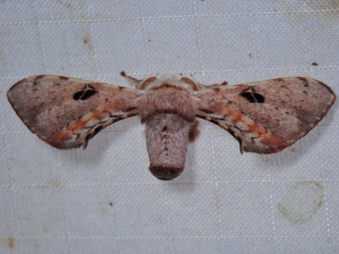 Silkworm Moth - Ocinara albicollis x2 Malaysia,Moth,Ocinara albicollis,Pahang,Silkworm Moth