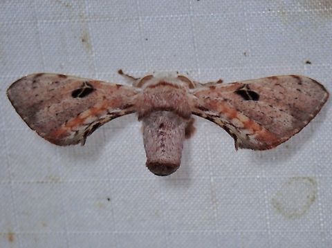 Silkworm Moth - Ocinara albicollis x2 Malaysia,Moth,Ocinara albicollis,Pahang,Silkworm Moth