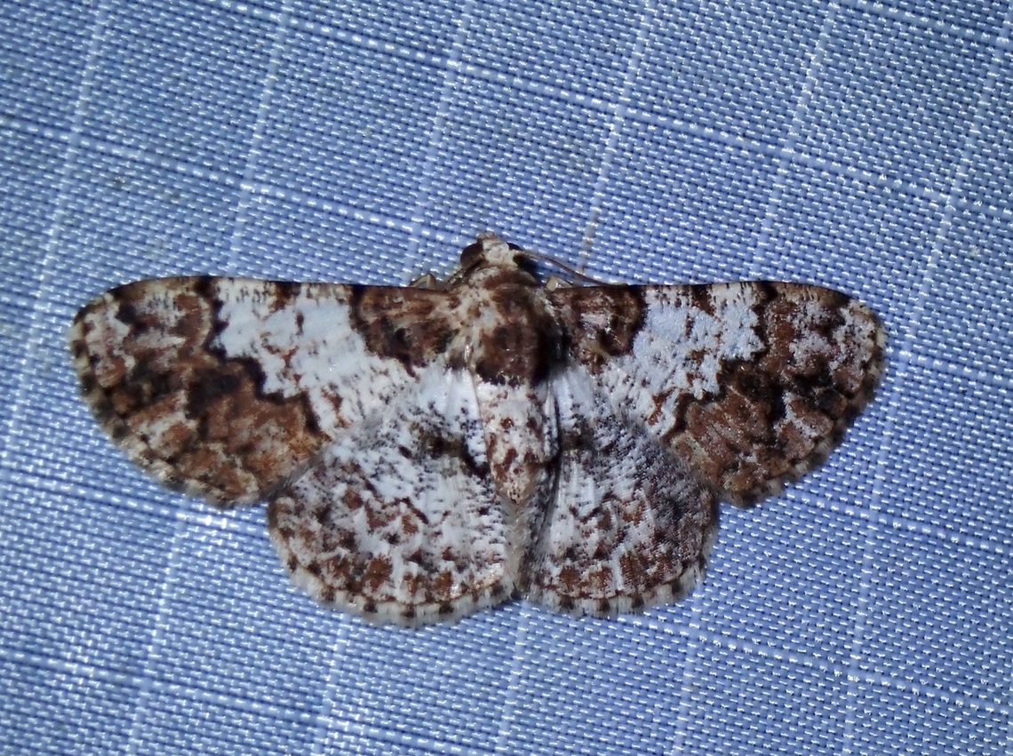 Moth - Diplurodes inundata  Diplurodes inundata,Malaysia,Moth,Pahang