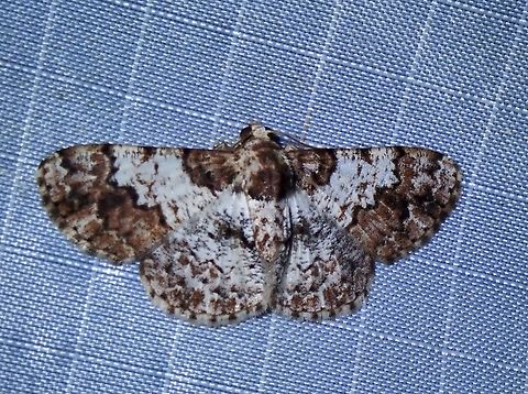 Moth - Diplurodes inundata  Diplurodes inundata,Malaysia,Moth,Pahang