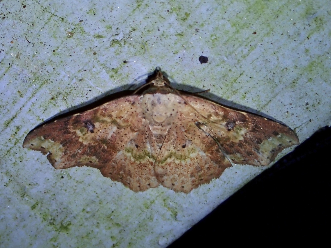 Moth - Laspeyria viridicincta x2 Laspeyria viridicincta,Malaysia,Moth,Pahang