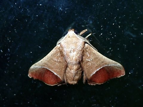 Stinging Slug Moth - Idonauton apicalis x2 Idonauton apicalis,Malaysia,Moth,Pahang,Stinging Slug Moth