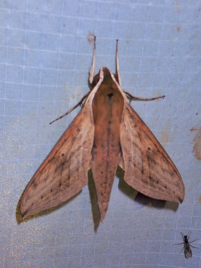 Hawmoth - Theretra boisduvalii x5 Hawkmoth,Malaysia,Moth,Pahang,Theretra boisduvalii