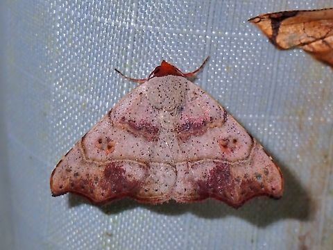 Moth - Laspeyria poecilota  Laspeyria poecilota,Malaysia,Moth,Pahang