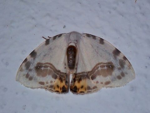 Hooktip Moth - Sewa orbiferata  Hooktip Moth,Malaysia,Moth,Pahang,Sewa orbiferata