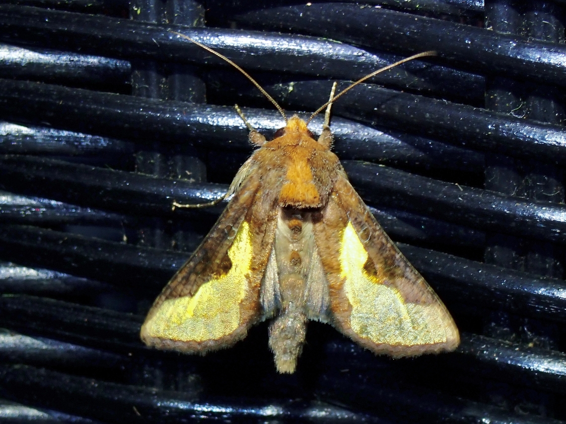 Moth - Thysanoplusia orichalcea  Malaysia,Moth,Pahang,Thysanoplusia orichalcea