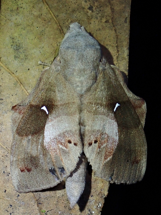Lappet Moth - Lebeda cognata x4 Lappet Moth,Lebeda cognata,Malaysia,Moth,Pahang