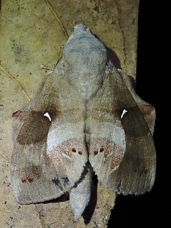 Lappet Moth - Lebeda cognata x4 Lappet Moth,Lebeda cognata,Malaysia,Moth,Pahang