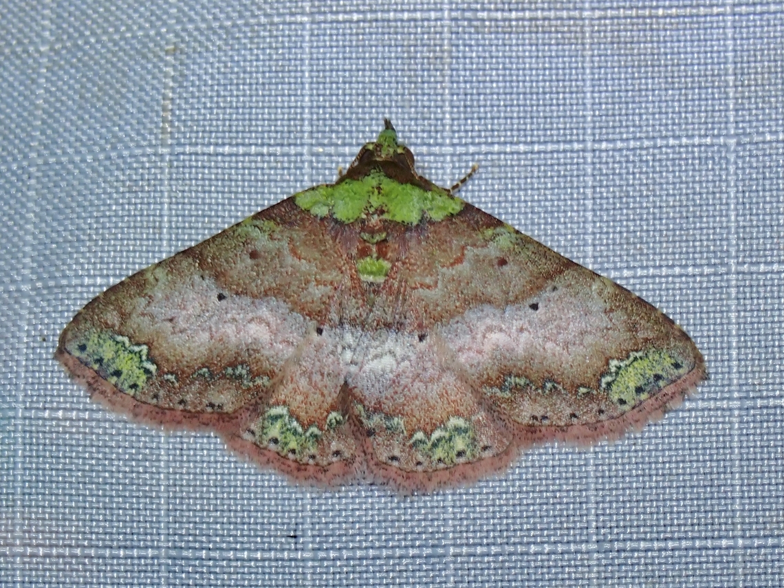 Moth - Dunira scitula  Dunira scitula,Malaysia,Moth,Pahang