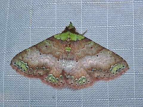 Moth - Dunira scitula  Dunira scitula,Malaysia,Moth,Pahang