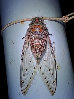The Queen!  Cicada,Empress Cicada,Malaysia,Megapomponia imperatoria,Pahang