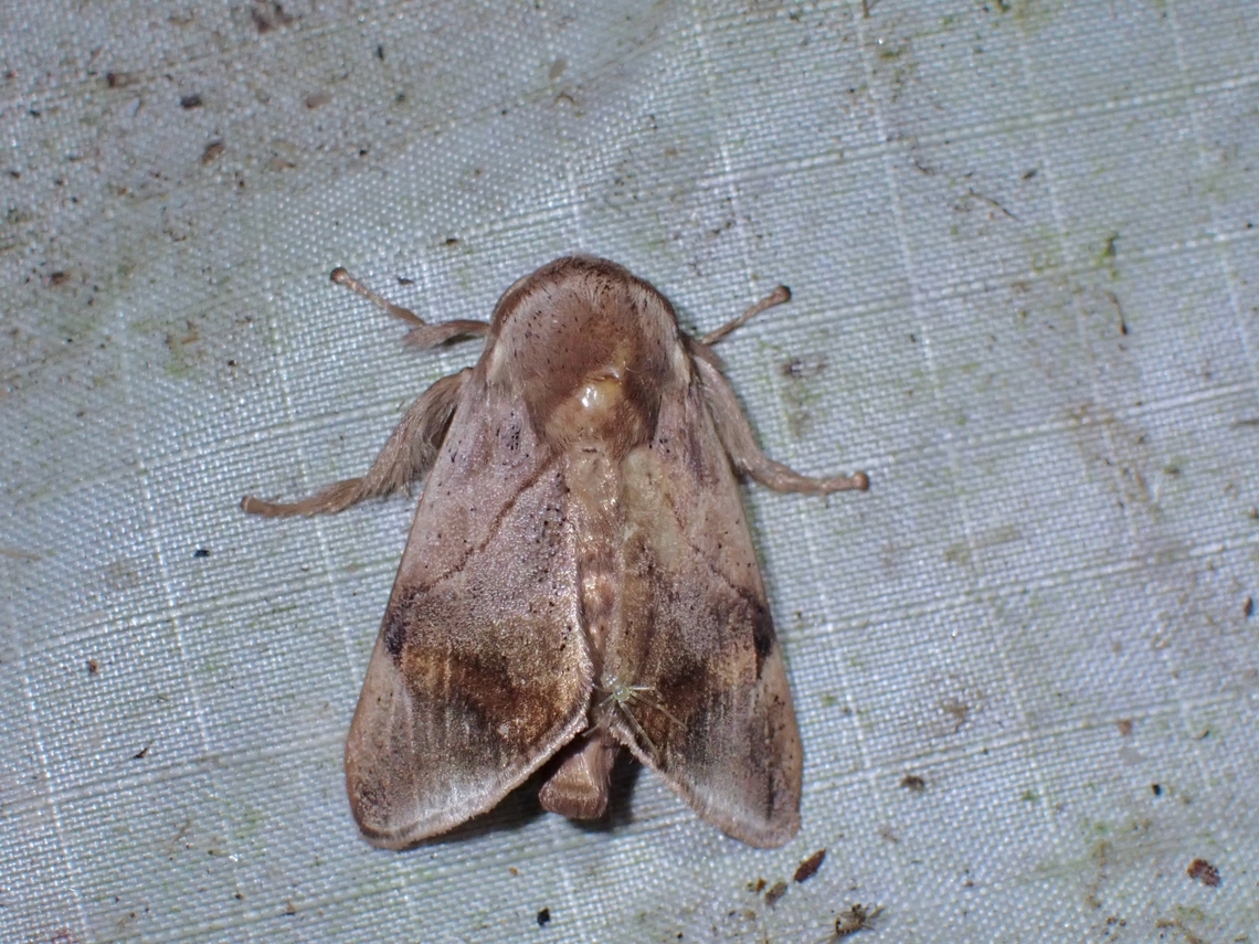 Stinging Slug Moth - Setora cupreiplaga  Malaysia,Moth,Pahang,Setora cupreiplaga,Stinging Slug Moth