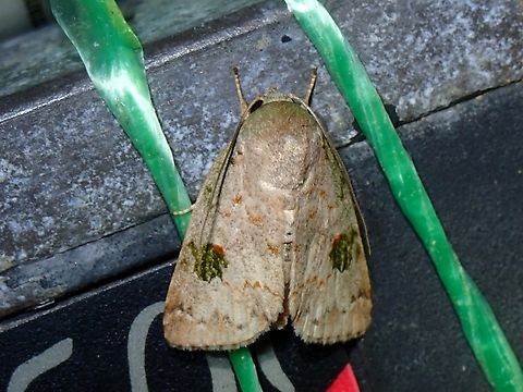 Tufted Moth - Didigua mixticolor  Didigua mixticolor,Malaysia,Moth,Pahang,Tufted Moth