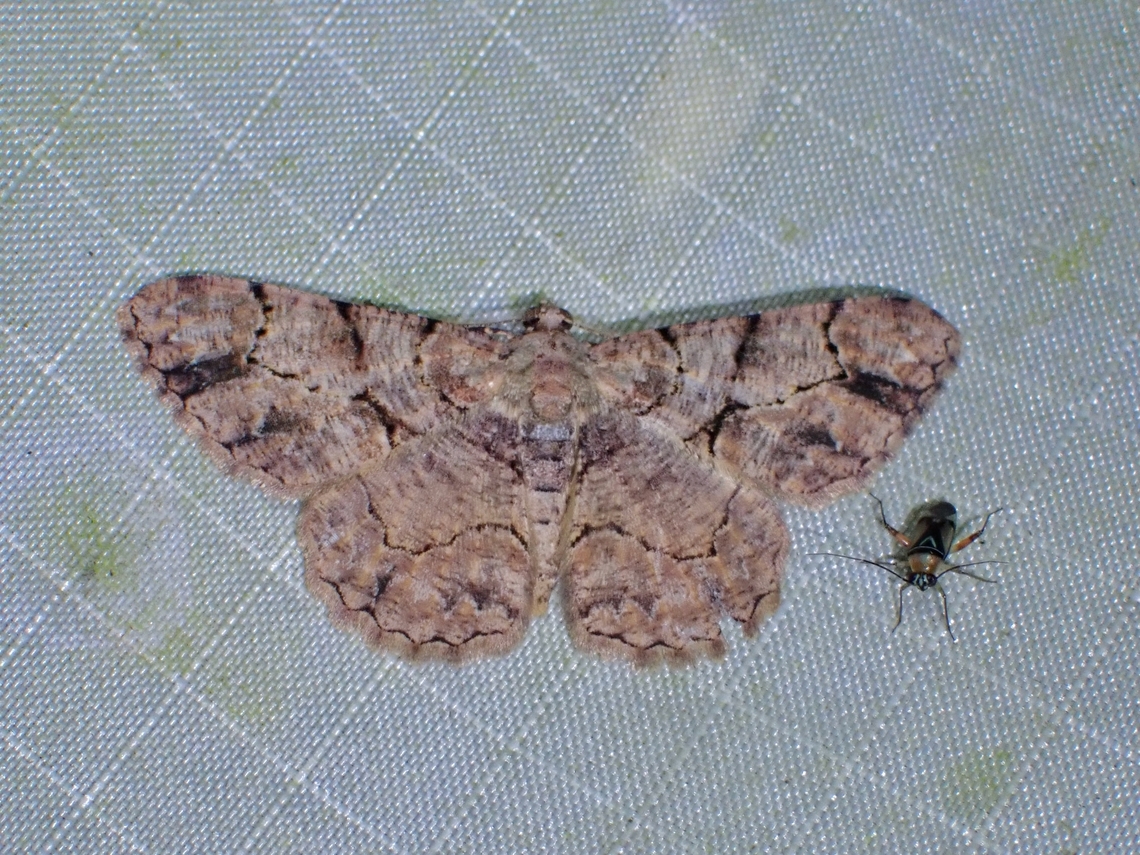 Moth - Psilalcis bisinuata  Malaysia,Moth,Pahang,Psilalcis bisinuata