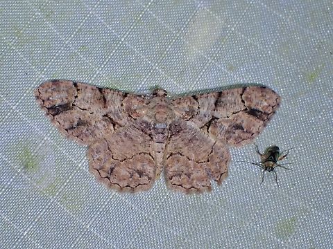 Moth - Psilalcis bisinuata  Malaysia,Moth,Pahang,Psilalcis bisinuata