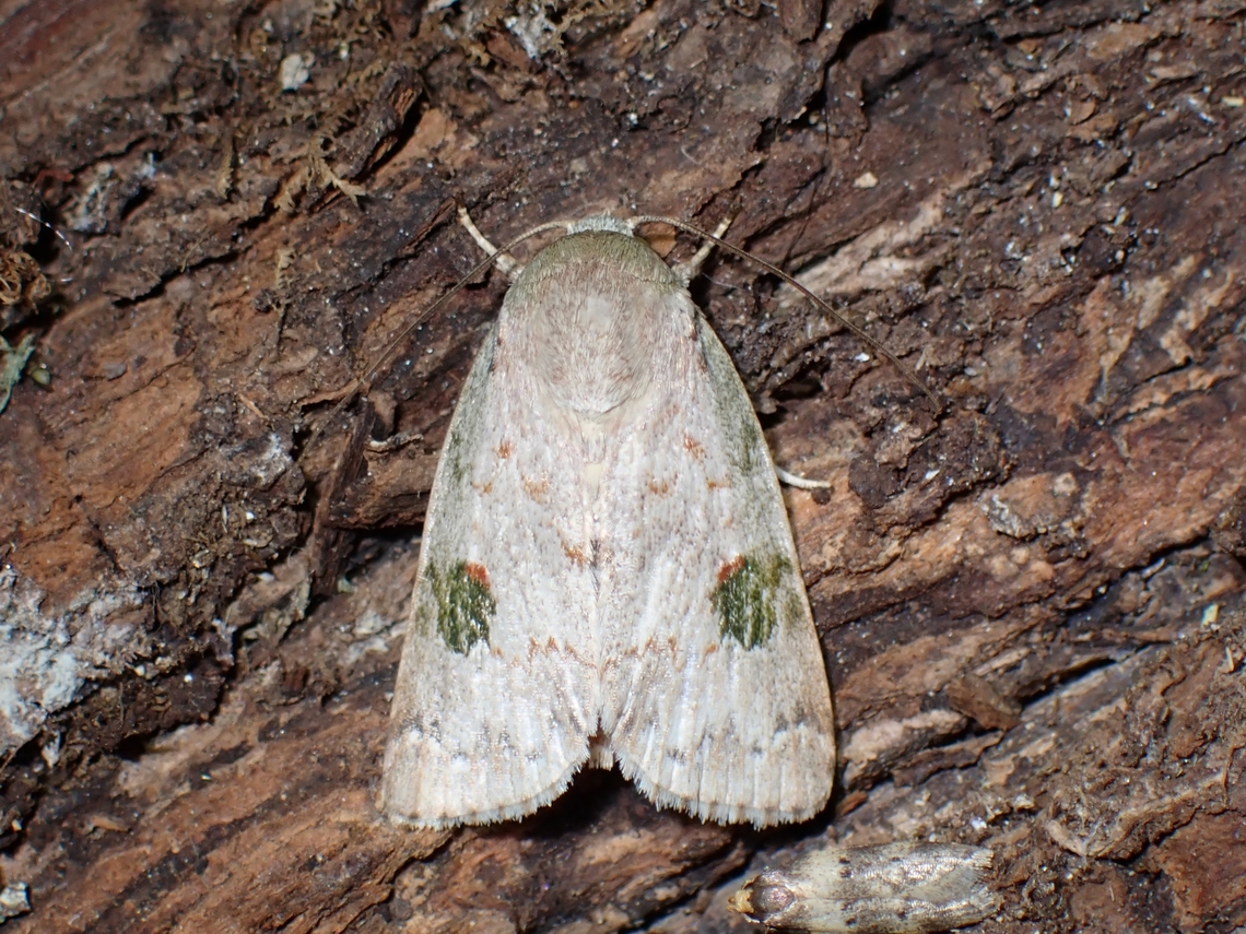 Tufted Moth - Didigua mixticolor  Didigua mixticolor,Malaysia,Moth,Pahang,Tufted Moth