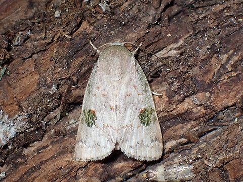 Tufted Moth - Didigua mixticolor  Didigua mixticolor,Malaysia,Moth,Pahang,Tufted Moth