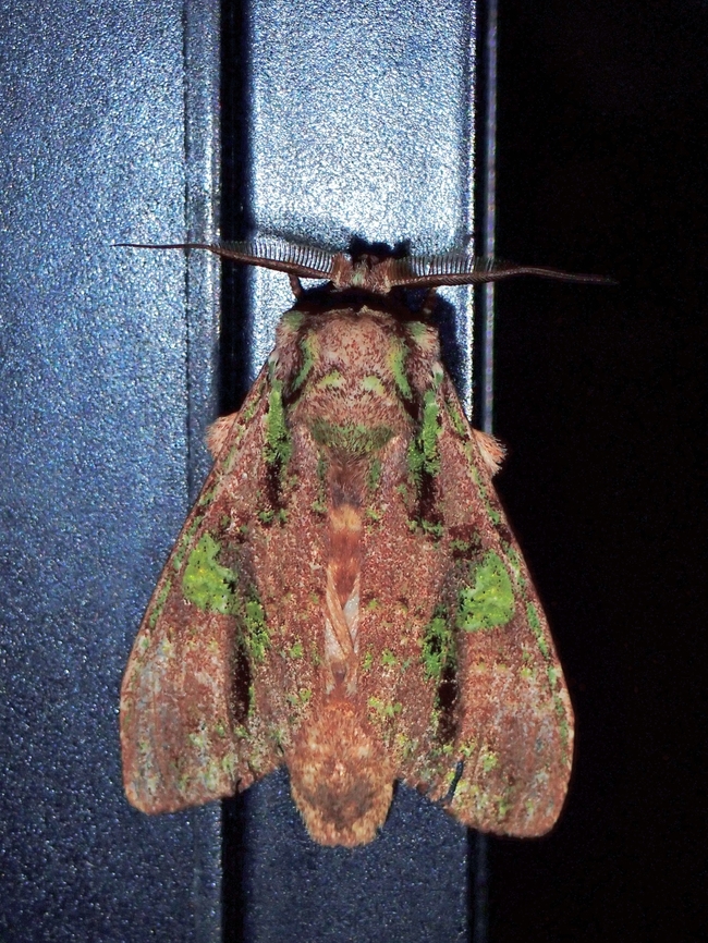 Prominent Moth - Oxoia viridipicta x3 Malaysia,Moth,Oxoia viridipicta,Pahang,Prominent Moth