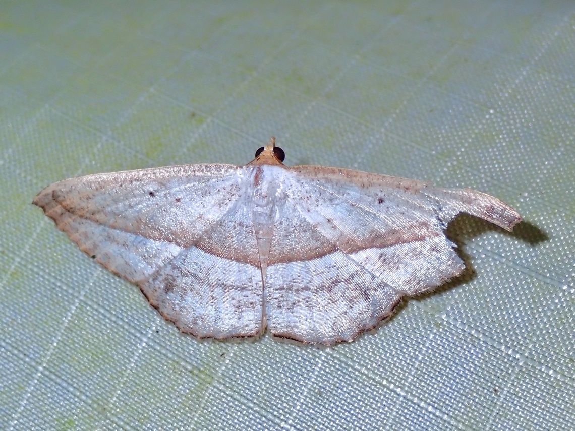 Moth - Nadagara inordinata  Malaysia,Moth,Nadagara inordinata,Pahang