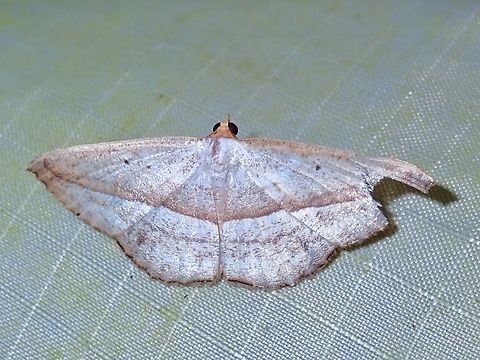 Moth - Nadagara inordinata  Malaysia,Moth,Nadagara inordinata,Pahang