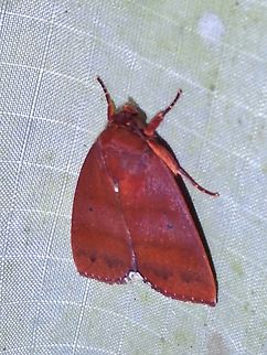 Tufted Moth - Xenochroa plesiogramma  Malaysia,Moth,Pahang,Tufted Moth,Xenochroa plesiogramma