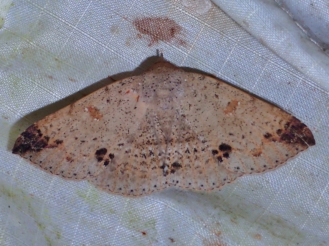 Moth - Ericeia korintjiensis  Ericeia korintjiensis,Malaysia,Moth,Pahang