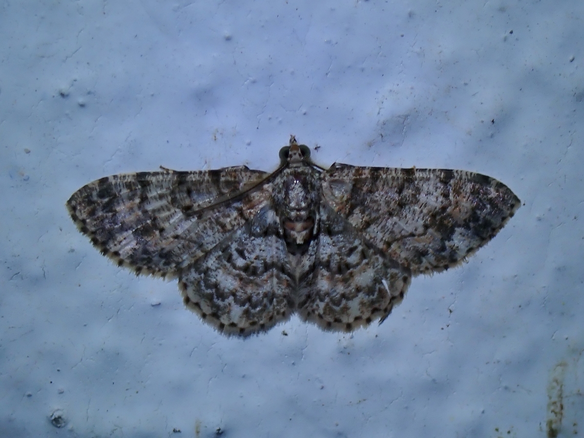 Moth - Myrioblephara simplaria x3 Malaysia,Moth,Myrioblephara simplaria,Pahang