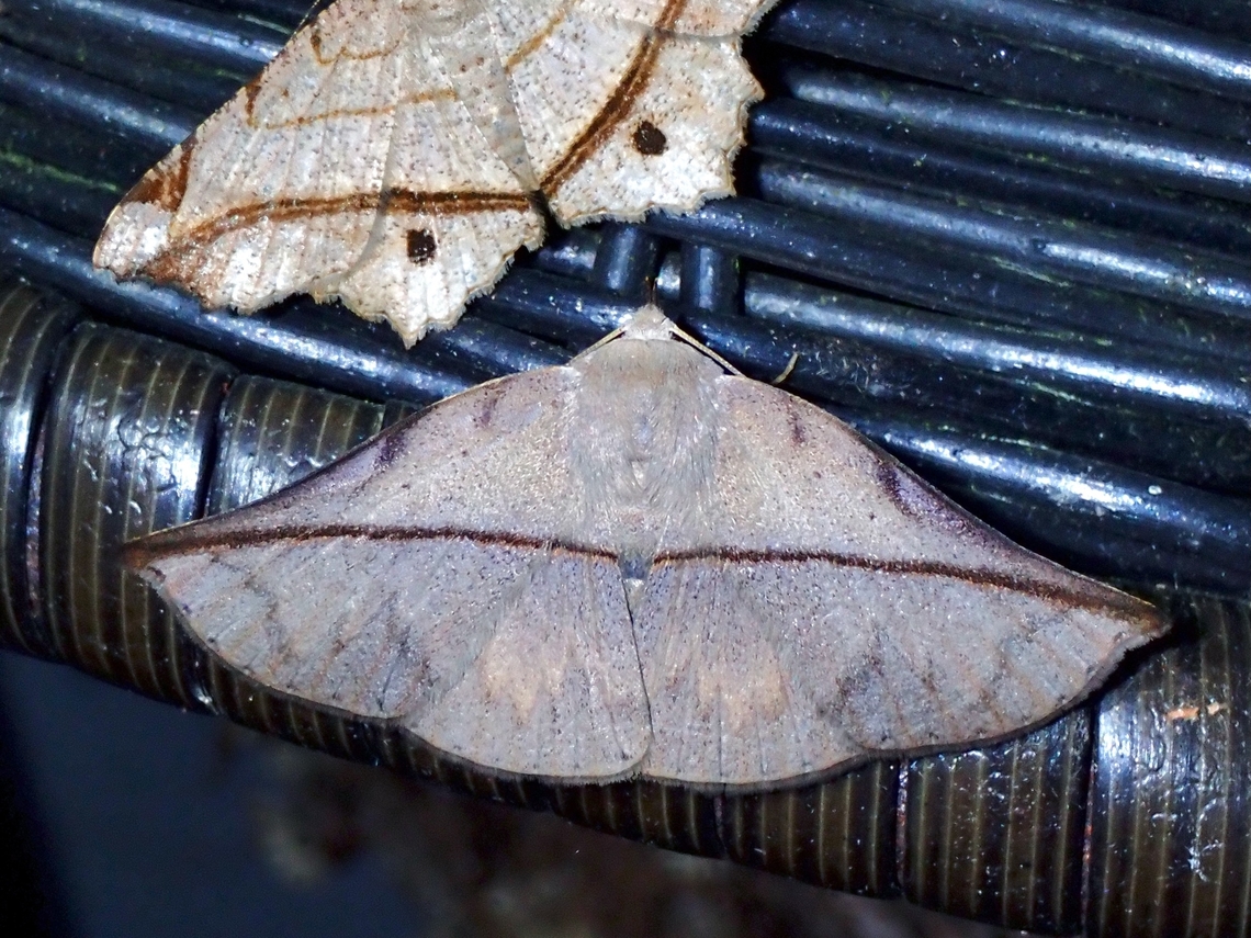 Moth - Heterospila nigripalpis  Heterospila nigripalpis,Malaysia,Moth,Pahang