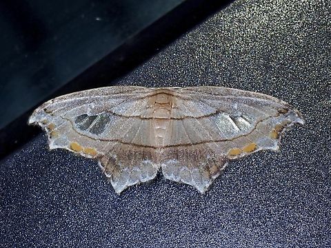 Hooktip Moth - Leucoblepsis neoma  Hooktip Moth,Leucoblepsis neoma,Malaysia,Moth,Pahang