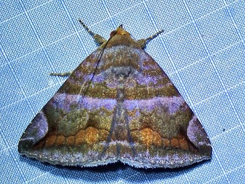 Moth - Buzara onelia  Buzara onelia,Malaysia,Moth,Pahang