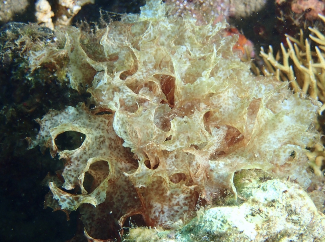 Sea Algae - Halymenia dilatata  Algae,Anilao,Batangas,Halymenia dilatata,Philippines,Sea Algae