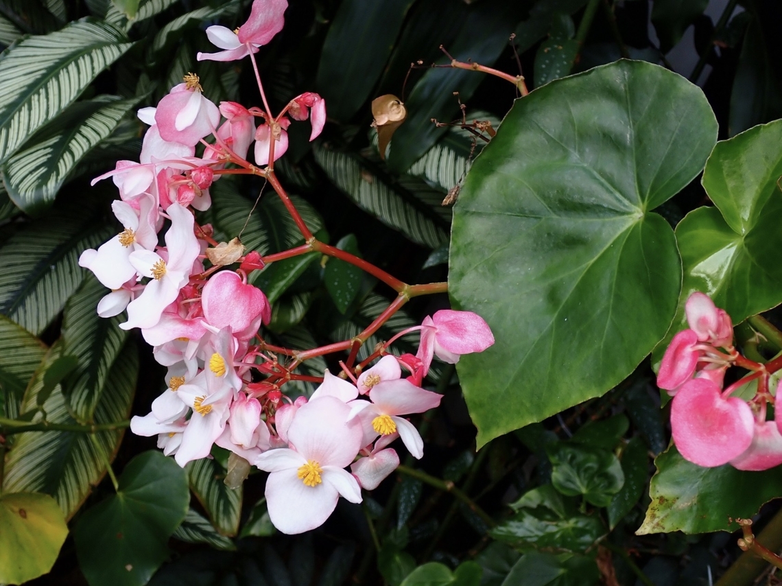 Flowers - Begonia obliqua  Begonia obliqua,Flower,Malaysia,Pahang