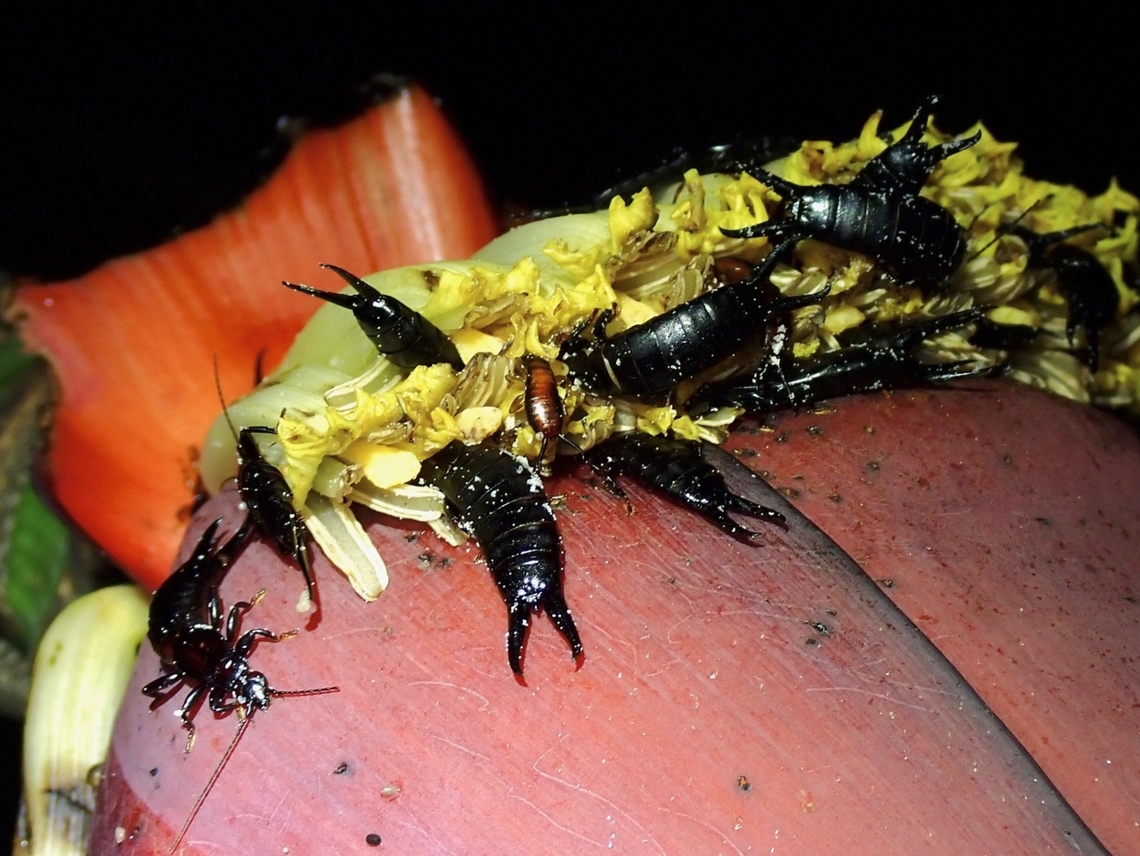 Black Earwig - Chelisoches morio  Black Earwig,Chelisoches morio,Malaysia,Penang