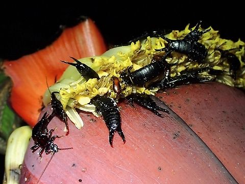 Black Earwig - Chelisoches morio  Black Earwig,Chelisoches morio,Malaysia,Penang