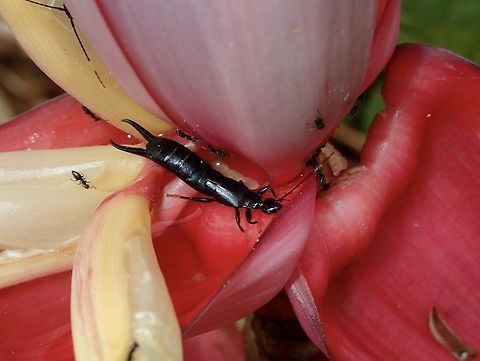 Black Earwig - Chelisoches morio Black Earwig,Chelisoches morio,Fiji