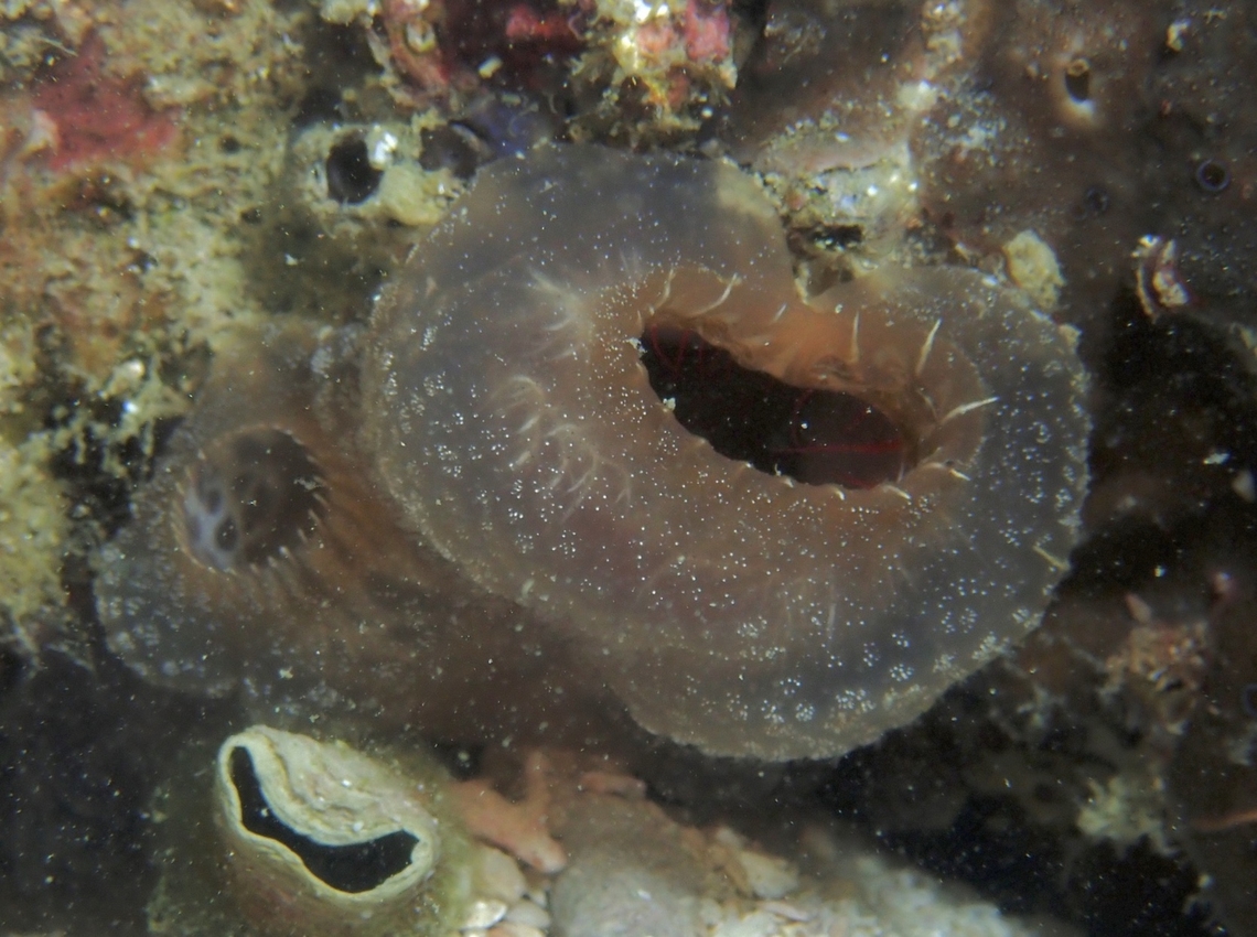 Sea Squirts - Ascidia ornata x4 Ascidia ornata,Cebu,Malapascua,Philippines,Sea Squirt