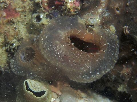 Sea Squirts - Ascidia ornata x4 Ascidia ornata,Cebu,Malapascua,Philippines,Sea Squirt
