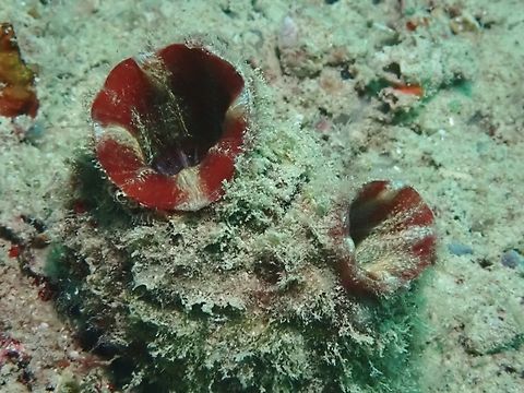 Red-Throated Ascidian - Herdmania momus x4 Ascidian,Herdmania momus,Mabul,Malaysia,Red-Throated Ascidian,Sabah