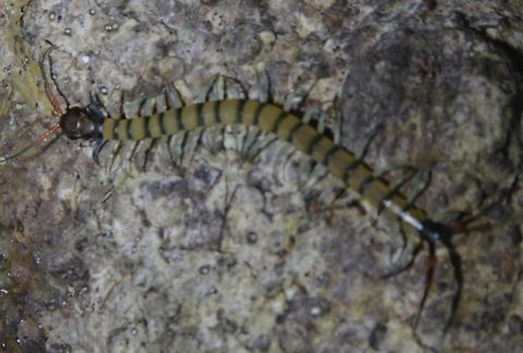 Centipede - Scolopendra subcrustalis x3 Cagayan,Centipede,Philippines,Santa Ana,Scolopendra subcrustalis