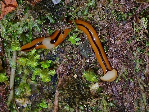 Hammerhead Worm - Bipalium interruptum 10+ X Bipalium interruptum,Hammerhead Worm,Malaysia,Penang