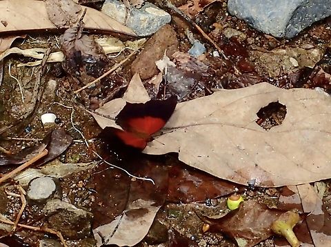 Butterfly - Rhinopalpa polynice stratonice Sub-species Rhinopalpa polynice stratonice

x3 Butterfly,Maddela,Philippines,Rhinopalpa polynice,Rhinopalpa polynice stratonice,Wizard